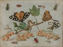 A Dragon-Fly, Two Moths, a Spider and Some Beetles, with Wild Strawberries, 17th Century-Jan Van, The Elder Kessel-Framed Giclee Print