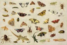 Butterfly, Caterpillar, Moth, Insects and Currants, c.1650-65-Jan Van, The Elder Kessel-Giclee Print