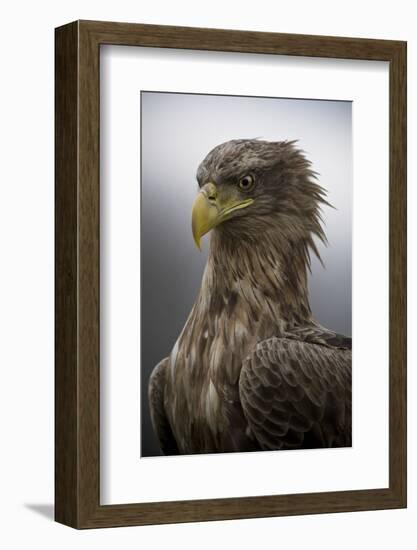 The Elderly-Csaba Tokolyi-Framed Photographic Print