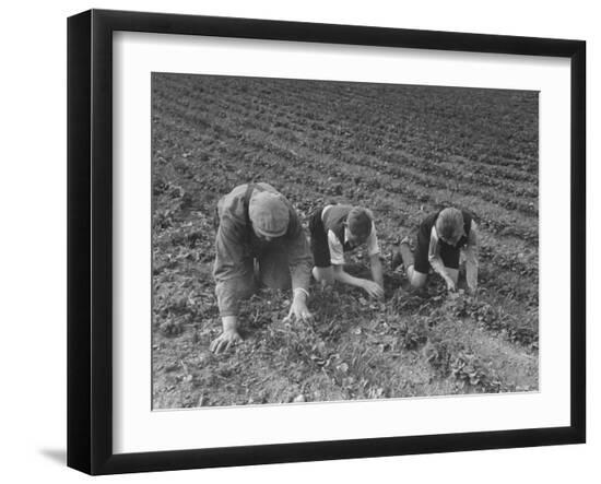 Premium Photographic Print, , large