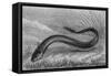 The Electric Eel-null-Framed Stretched Canvas