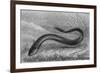 The Electric Eel-null-Framed Premium Giclee Print