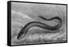 The Electric Eel-null-Framed Stretched Canvas