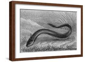 The Electric Eel-null-Framed Art Print