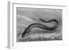 The Electric Eel-null-Framed Art Print