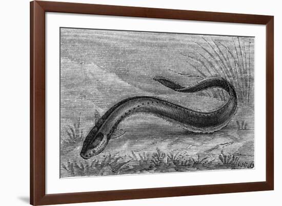 The Electric Eel-null-Framed Art Print