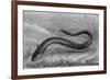 The Electric Eel-null-Framed Art Print