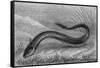 The Electric Eel-null-Framed Stretched Canvas