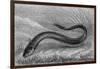 The Electric Eel-null-Framed Art Print