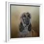 The Elegant Afghan Hound-Jai Johnson-Framed Giclee Print