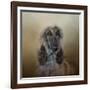 The Elegant Afghan Hound-Jai Johnson-Framed Giclee Print