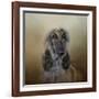 The Elegant Afghan Hound-Jai Johnson-Framed Giclee Print