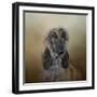 The Elegant Afghan Hound-Jai Johnson-Framed Giclee Print