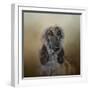 The Elegant Afghan Hound-Jai Johnson-Framed Giclee Print