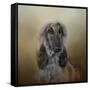 The Elegant Afghan Hound-Jai Johnson-Framed Stretched Canvas