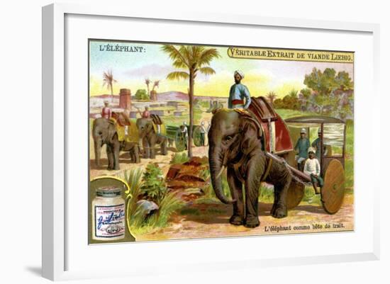 The Elephant as Draught Animal, C1900-null-Framed Giclee Print