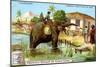 The Elephant as Postman, C1900-null-Mounted Giclee Print