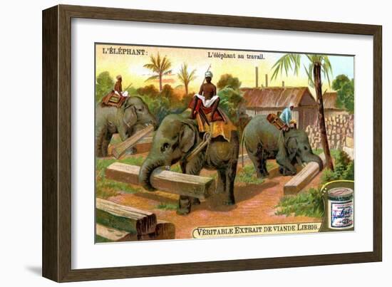 The Elephant at Work, C1900-null-Framed Giclee Print