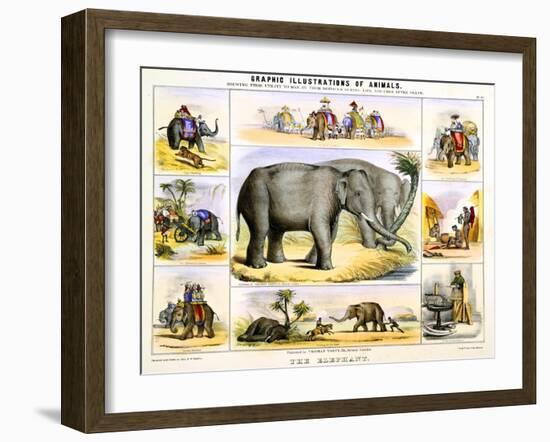 The Elephant, C1850-Benjamin Waterhouse Hawkins-Framed Giclee Print