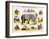 The Elephant, C1850-Benjamin Waterhouse Hawkins-Framed Giclee Print