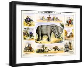 The Elephant, C1850-Benjamin Waterhouse Hawkins-Framed Giclee Print