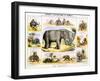 The Elephant, C1850-Benjamin Waterhouse Hawkins-Framed Premium Giclee Print