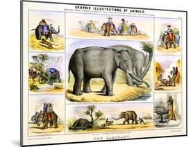 The Elephant, C1850-Benjamin Waterhouse Hawkins-Mounted Premium Giclee Print