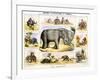 The Elephant, C1850-Benjamin Waterhouse Hawkins-Framed Giclee Print