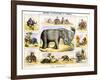 The Elephant, C1850-Benjamin Waterhouse Hawkins-Framed Giclee Print