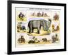 The Elephant, C1850-Benjamin Waterhouse Hawkins-Framed Giclee Print