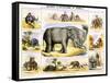 The Elephant, C1850-Benjamin Waterhouse Hawkins-Framed Stretched Canvas