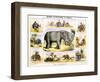 The Elephant, C1850-Benjamin Waterhouse Hawkins-Framed Giclee Print