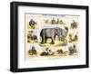 The Elephant, C1850-Benjamin Waterhouse Hawkins-Framed Giclee Print