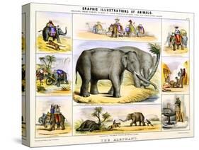 The Elephant, C1850-Benjamin Waterhouse Hawkins-Stretched Canvas