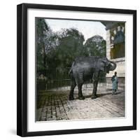 The Elephant in the Jardin Des Plantes, Paris, Circa 1895-1900-Leon, Levy et Fils-Framed Photographic Print