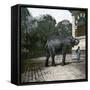 The Elephant in the Jardin Des Plantes, Paris, Circa 1895-1900-Leon, Levy et Fils-Framed Stretched Canvas