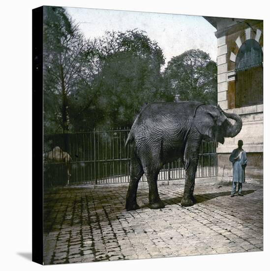 The Elephant in the Jardin Des Plantes, Paris, Circa 1895-1900-Leon, Levy et Fils-Stretched Canvas