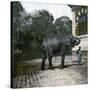 The Elephant in the Jardin Des Plantes, Paris, Circa 1895-1900-Leon, Levy et Fils-Stretched Canvas