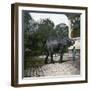 The Elephant in the Jardin Des Plantes, Paris, Circa 1895-1900-Leon, Levy et Fils-Framed Premium Photographic Print