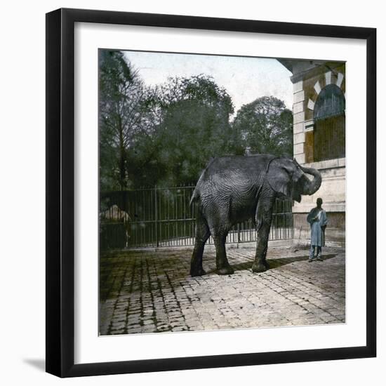 The Elephant in the Jardin Des Plantes, Paris, Circa 1895-1900-Leon, Levy et Fils-Framed Premium Photographic Print