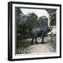 The Elephant in the Jardin Des Plantes, Paris, Circa 1895-1900-Leon, Levy et Fils-Framed Premium Photographic Print