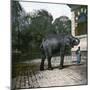 The Elephant in the Jardin Des Plantes, Paris, Circa 1895-1900-Leon, Levy et Fils-Mounted Premium Photographic Print