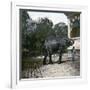 The Elephant in the Jardin Des Plantes, Paris, Circa 1895-1900-Leon, Levy et Fils-Framed Photographic Print