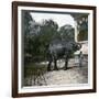 The Elephant in the Jardin Des Plantes, Paris, Circa 1895-1900-Leon, Levy et Fils-Framed Photographic Print