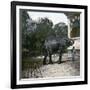 The Elephant in the Jardin Des Plantes, Paris, Circa 1895-1900-Leon, Levy et Fils-Framed Photographic Print