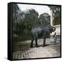 The Elephant in the Jardin Des Plantes, Paris, Circa 1895-1900-Leon, Levy et Fils-Framed Stretched Canvas