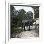 The Elephant in the Jardin Des Plantes, Paris, Circa 1895-1900-Leon, Levy et Fils-Framed Photographic Print