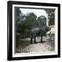 The Elephant in the Jardin Des Plantes, Paris, Circa 1895-1900-Leon, Levy et Fils-Framed Photographic Print