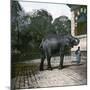 The Elephant in the Jardin Des Plantes, Paris, Circa 1895-1900-Leon, Levy et Fils-Mounted Photographic Print