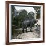 The Elephant in the Jardin Des Plantes, Paris, Circa 1895-1900-Leon, Levy et Fils-Framed Photographic Print